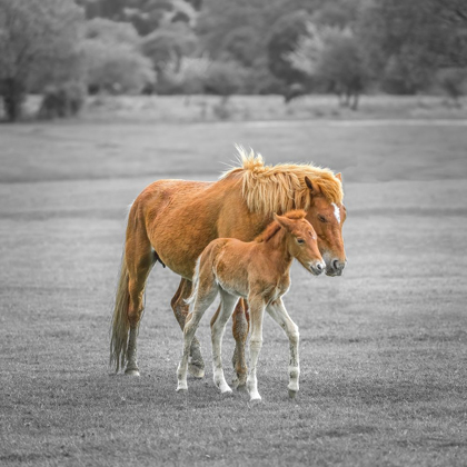 Picture of HORSE WITH FOAL
