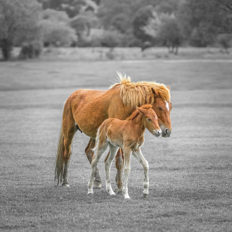 Picture of HORSE WITH FOAL