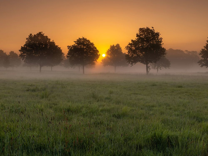 Picture of MISTY SUNRISE IN COUNTRYSIDE-BERKSHIRE-UK