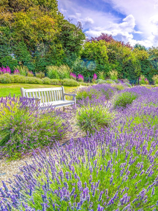 Picture of LAVENDER FIELD