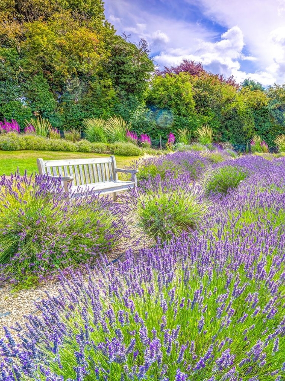 Picture of LAVENDER FIELD