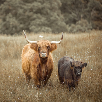 Picture of HIGHLAND COWS