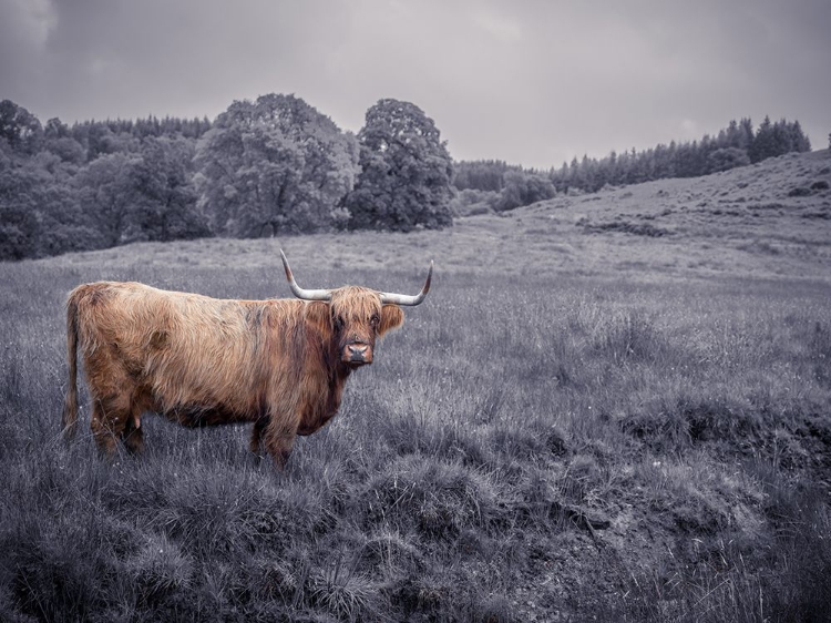 Picture of HIGHLAND COW