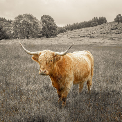 Picture of HIGHLAND COWS