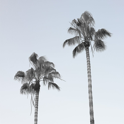 Picture of PALM TREES