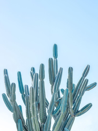 Picture of CACTUS