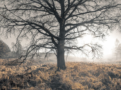 Picture of MISTY FOREST