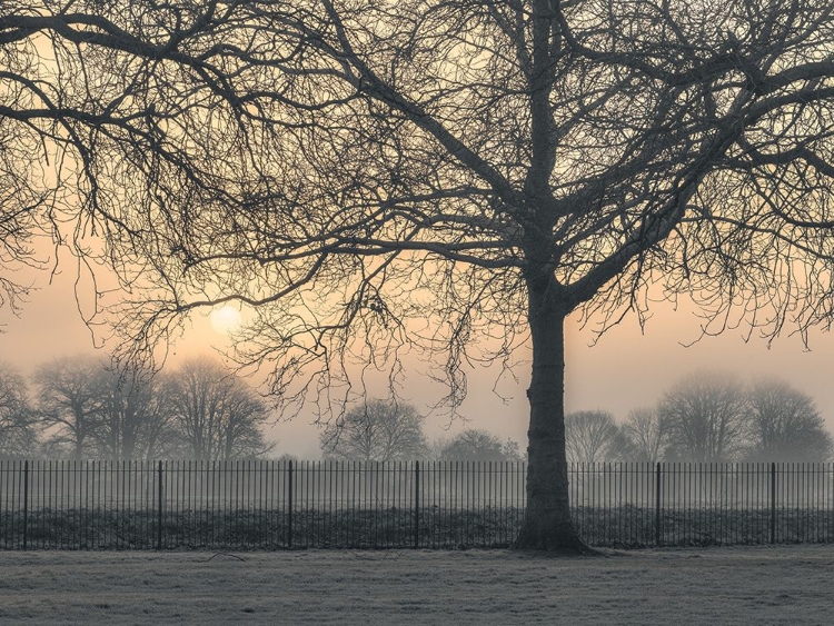 Picture of MISTY MORNING