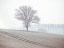 Picture of TREES ON A HILL