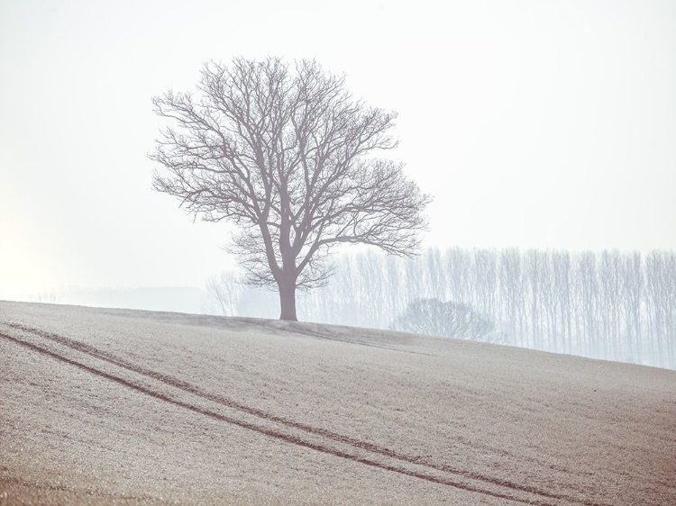 Picture of TREES ON A HILL