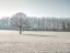 Picture of TREES ON GRASS FIELD