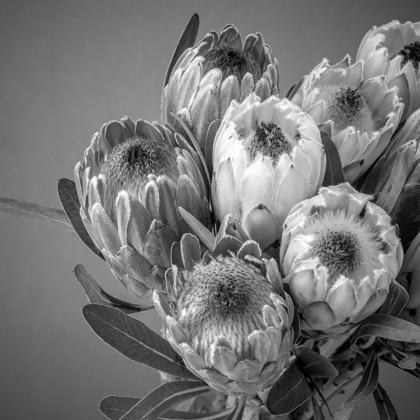 Picture of PROTEA FLOWERS