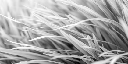 Picture of FLOWING GRASS