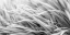 Picture of FLOWING GRASS