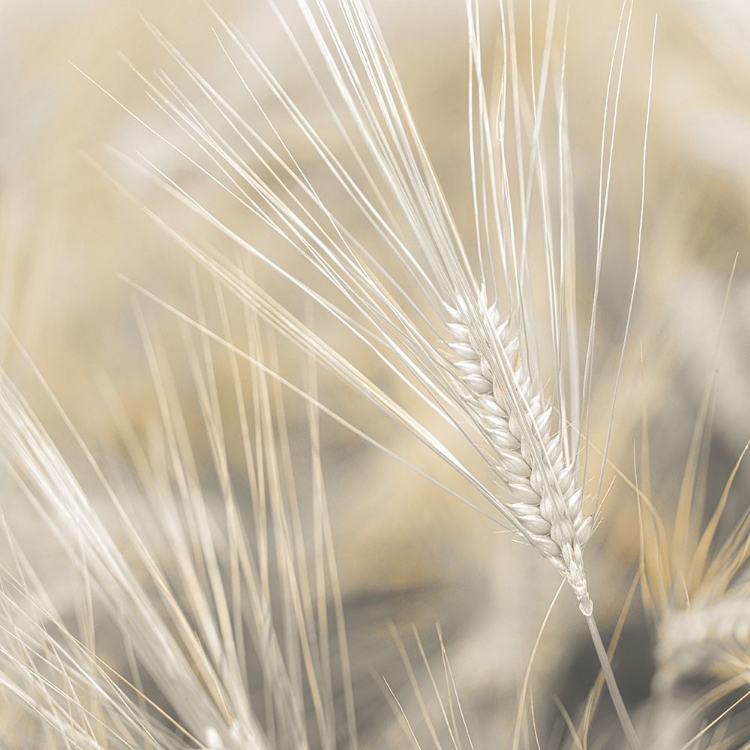 Picture of WHEAT CLOSE-UP