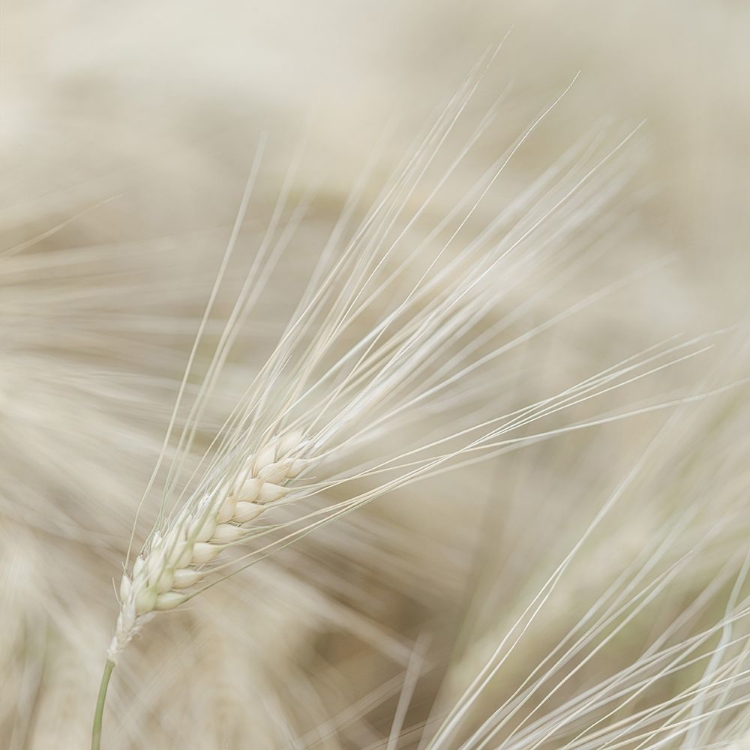 Picture of WHEAT CLOSE-UP