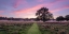 Picture of PATHWAY THROUGH MEADOW