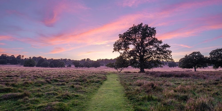 Picture of PATHWAY THROUGH MEADOW