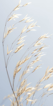 Picture of PANICLE RIPE OATS