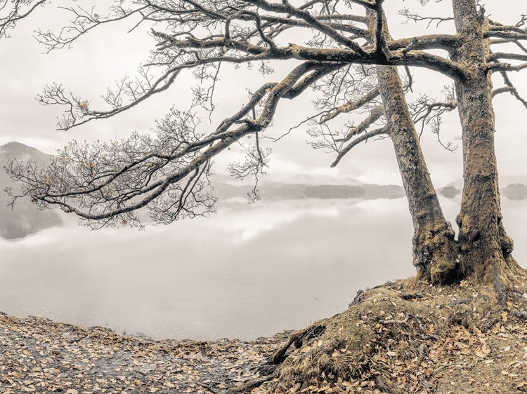 Picture of TREE BY THE LAKE