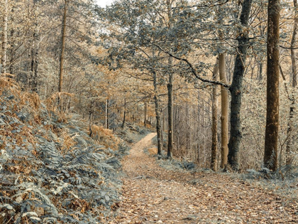 Picture of FOREST PATH-LAKE DISTRICT