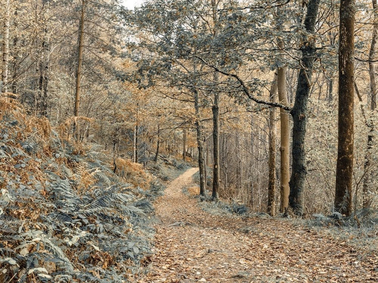 Picture of FOREST PATH-LAKE DISTRICT