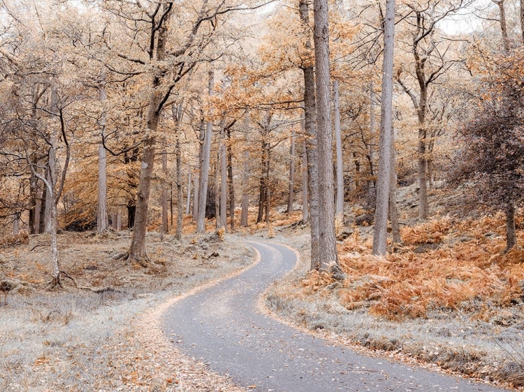 Picture of FOREST PATH-LAKE DISTRICT