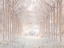 Picture of WINTER FOREST