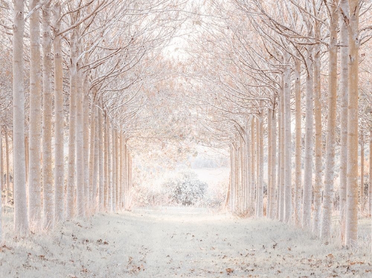 Picture of WINTER FOREST