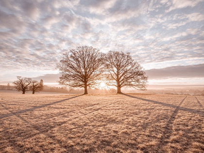 Picture of TREES IN MEADOW