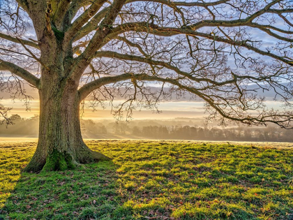 Picture of TREE IN A MEADOW