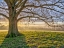 Picture of TREE IN A MEADOW