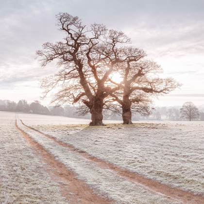 Picture of DIRT ROAD THROUGH A MEADOW