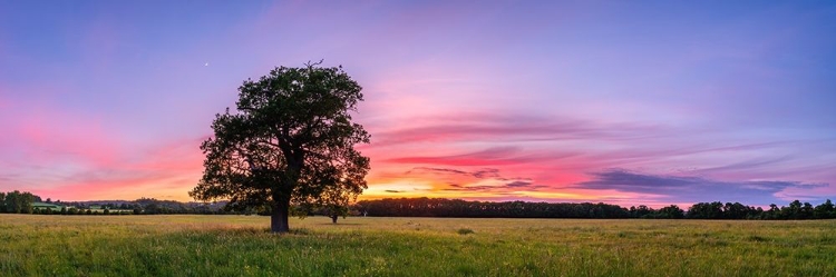 Picture of TREE AT SUNSET