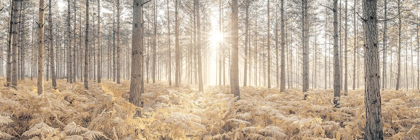 Picture of SUNRAYS THROUGH FOREST TREES