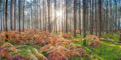 Picture of SUNRAYS THROUGH FOREST TREES
