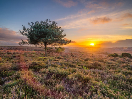 Picture of LONE TREE SUNSET-NEW FOREST