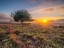 Picture of LONE TREE SUNSET-NEW FOREST