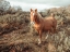Picture of HORSES IN THE WILD