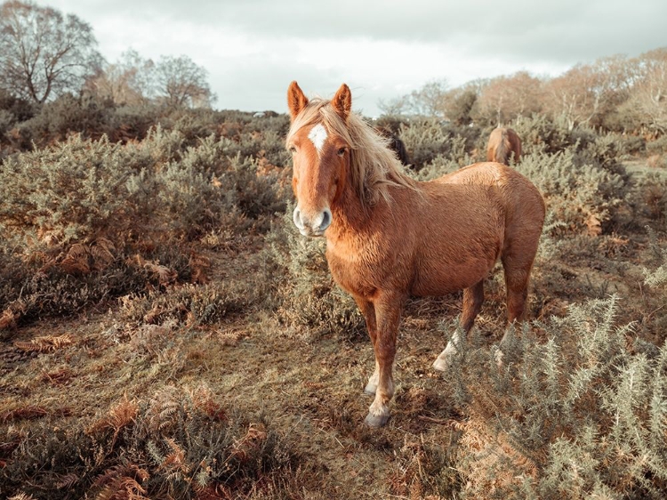 Picture of HORSES IN THE WILD