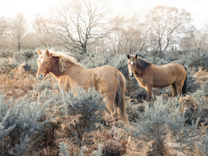 Picture of HORSES IN THE WILD