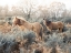 Picture of HORSES IN THE WILD