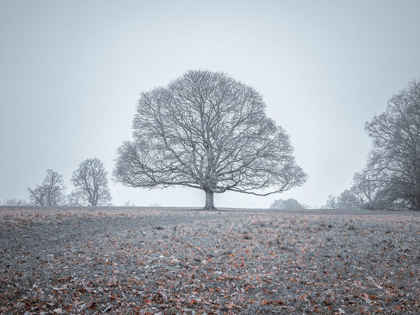 Picture of SINGLE TREE IN MEADOW