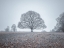 Picture of SINGLE TREE IN MEADOW