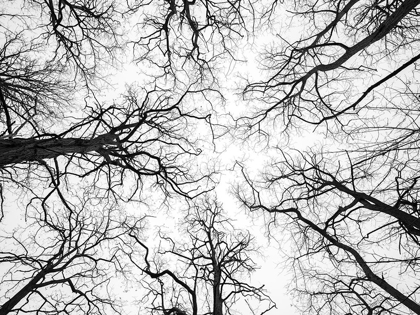 Picture of LOW ANGLE VIEW OF TREE TOPS