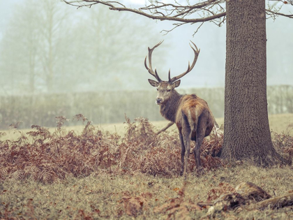 Picture of STAG IN FOREST