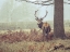 Picture of STAG IN FOREST