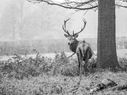 Picture of STAG IN FOREST