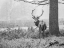 Picture of STAG IN FOREST