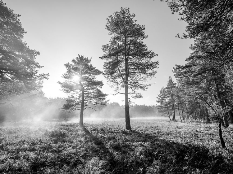 Picture of SUN TROUGH TREES